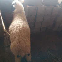 بر نر در ماهشهر
