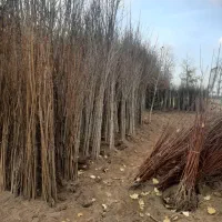 انواع نهال فروشی سیاه ریشه کلی جزئی