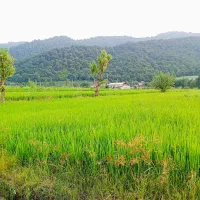 شالیزار-و-438-متر-زمین-به-همراه-یک-باب-منزل