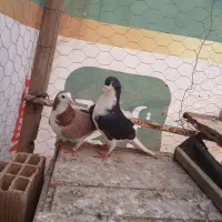 کبوتر کفتر بدرنگ