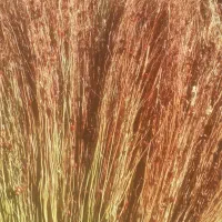 جارو اماده رسیده|لوازم نظافت|رومشکان, |دیوار