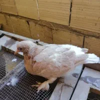 نیاز به یگ جفت کفتر پر پا دارم