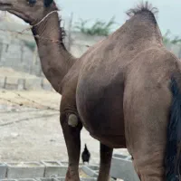 شترنرآرام
