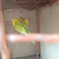 مرغ عشق انگلیسی A.عروس هلندی|پرنده|سیرجان, |دیوار