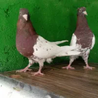 کله سرخ|پرنده|مسجد سلیمان, |دیوار