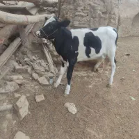 گوساله ماه هلشتاین