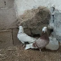 کفتر پرشی|پرنده|قلعه نو, |دیوار