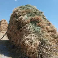 یونجه
