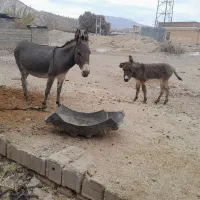 خرگله ای جوان با کره