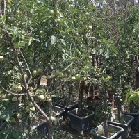 کارگر باغچه فضای سبز باغبانی خدماتی سرویس درختکاری|خدمات باغبانی و درختکاری|تهران, شهرک غرب|دیوار