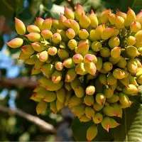 نهال پسته پیوندی و اصلاح شده|خدمات باغبانی و درختکاری|اصفهان, دشتستان|دیوار