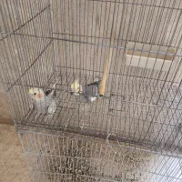 زیبا نفس عشق