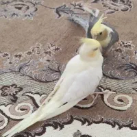 عروس هلندی|پرنده|کنگاور, |دیوار