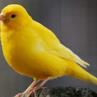 قناری زیبا