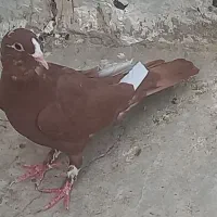 کبوتر ماده پلنگ سرخ