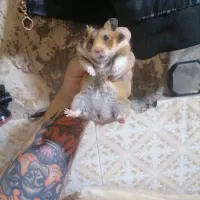 همستر ۱۵۰تومن