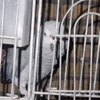 کاسگو کنگو دم‌قرمز|پرنده|گلستان (تهران), |دیوار