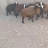 بره شال|حیوانات مزرعه|جوادآباد, |دیوار