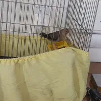 سهره قناری نر|پرنده|مشکین‌دشت, |دیوار