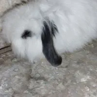 بچه خرگوش لپ