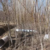 فروش نهال گردوبابهترین کیفیت باردهی بالا