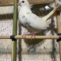 کبوتر