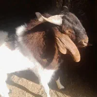 نربز دوقلو زا|حیوانات مزرعه|شاهرود, |دیوار