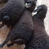 1عدد بره چاق درجه یک|حیوانات مزرعه|قم, تعویض پلاک|دیوار