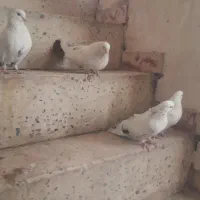 کبوتر|پرنده|بیجار, |دیوار