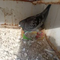 کبوتر ماده