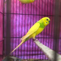 مرغ عشق با جوجه