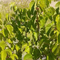 فروش‌باغ‌ازهزارمترتاشش‌هزارمتر