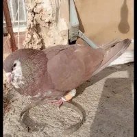 ساده سرخ افشون