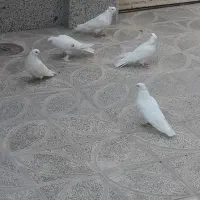 کبوتر رائبی