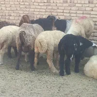 بره چاق میش چاق بز چاق
