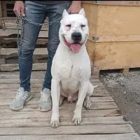 سگ داگو آرژانتینو. سرابی.پژدر.خراسانی ژرمن. پیتبول