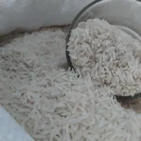 برنج فجر سوزنی