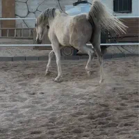 مادیان عرب ۶ سال ۶دنگ