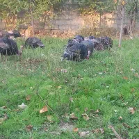 فروش بوقلمون محلی|حیوانات مزرعه|مشگین شهر, |دیوار