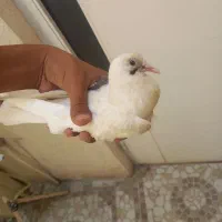 کبوتر سفید