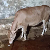 گوساله ماده  فول گوشت