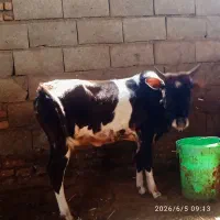 گوساله دورگ ماده