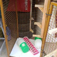 گنجه کبوتری