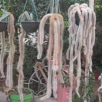 امکان خریددارین ضروری فروش فوری مستاجریم