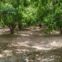 باغ-برای-اجاره