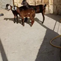 بز و تیشتر پاکستانی