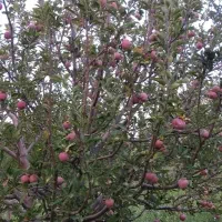 400زمین فروشی مرگور