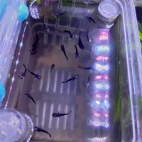 ماهی  خوشگل  اکواریوم