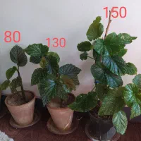 گل و گیاه آپارتمانی|گل و گیاه طبیعی|فلاورجان, |دیوار