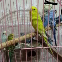 ۹ عدد مرغ عشق